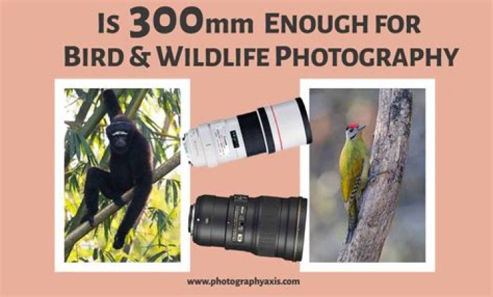 Is 300mm enough for bird photography