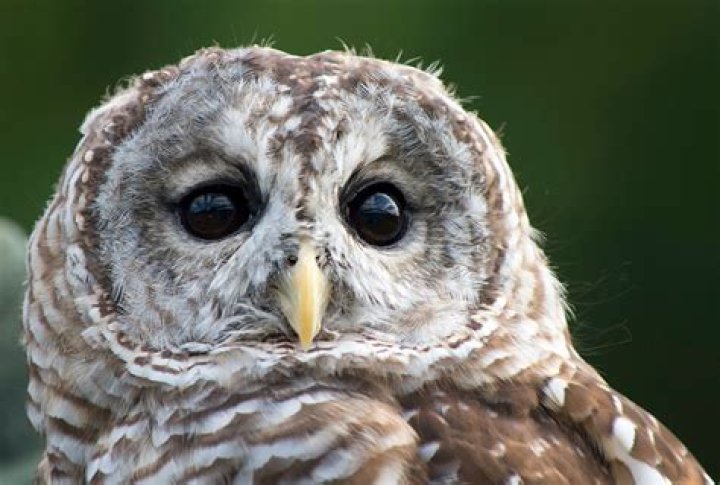 What color eyes do owls have