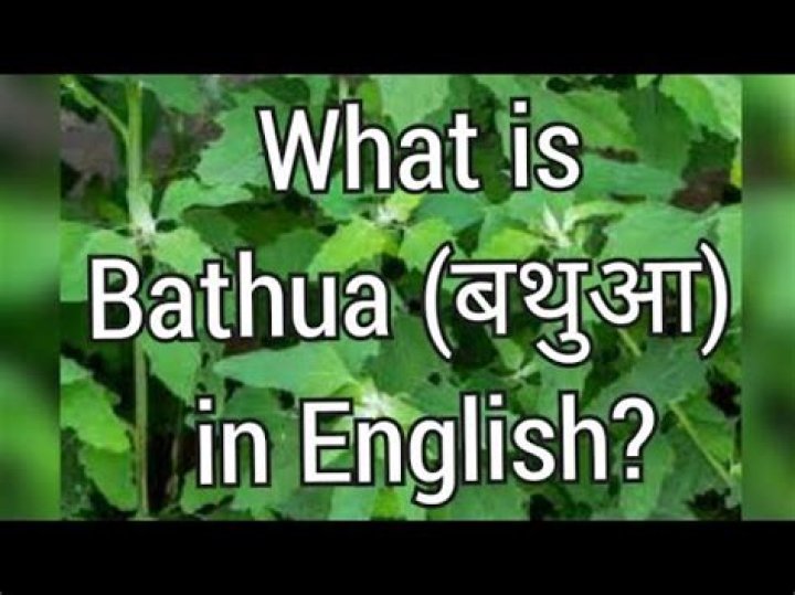 What is bathua called in english