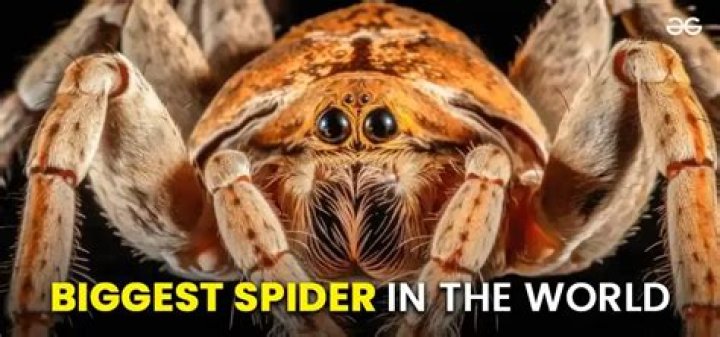 What is the biggest spider in the world