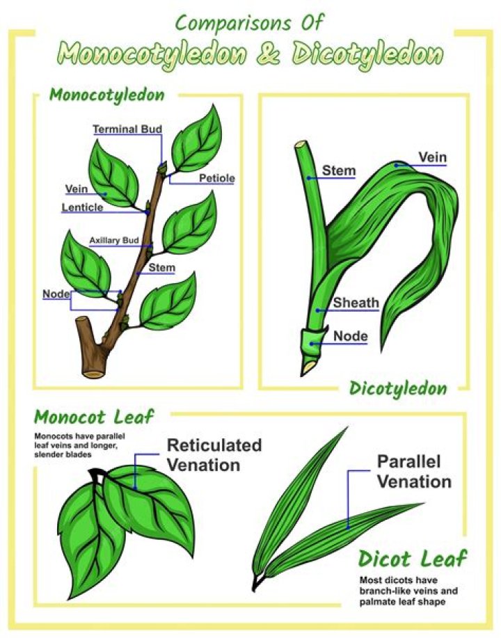 What is the Difference Between Monocotyledon Plants and Dicotyledon Plants